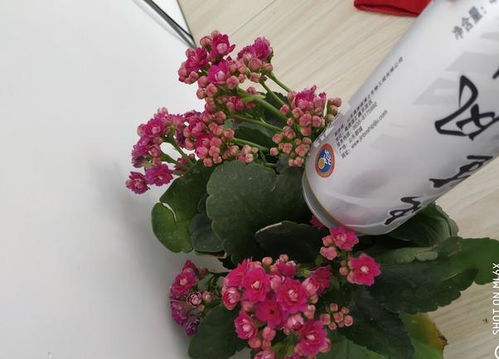 常五种肥分别是什么？花卉长必养分