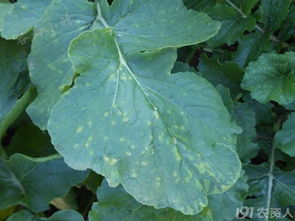 萝卜白锈病的烦恼