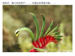 全球知名花卉市场大盘点