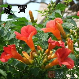 凌霄花：那朵攀爬在生命中的热情之花