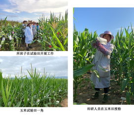 辽绿5号是辽宁省农业科学院培育的绿豆新品种