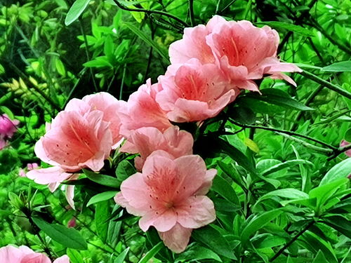 室内养杜鹃花，平安吗？