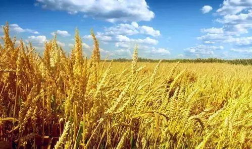 农时方案， 嫩否拯救油茶