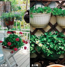 植物高低与色彩搭配：节奏感的创造者