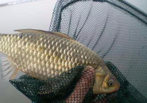 揭秘鲫鱼不钻地笼之谜：为何它们选择逃逸，地笼多久收一次？