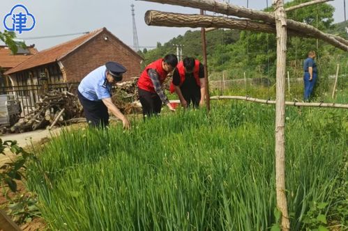 统锄除草剂对蔬菜的影响：揭秘化学的阴影