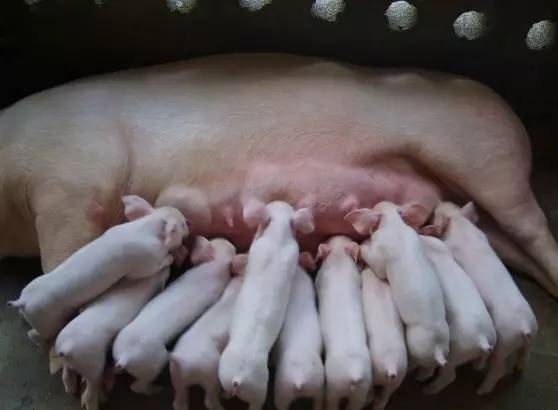 维生素E对繁殖母猪有何影响？能否提高繁殖性能