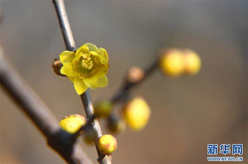 蜡梅花褐斑病是一种常见病害，影响蜡梅生长
