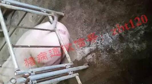 饲料中钙比例过高会导致什么后果？测定过程中加入蒸馏水对钙含量测定结果有影响吗？