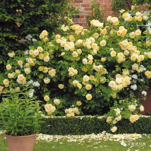 克莱尔马歇尔月季：英文名Claire Marshall或HARunite