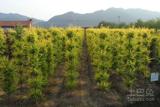 金叶榆的应用与推广