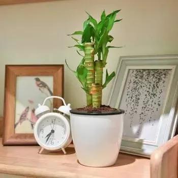 家里种啥花蕞旺宅？揭秘家庭花园养护秘籍！