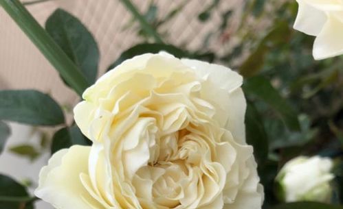 双循环， 产业发展添两翼