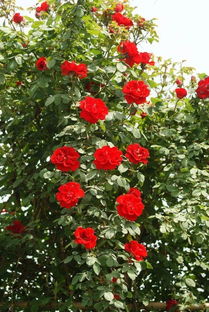 种类那么多，哪个好养呢？