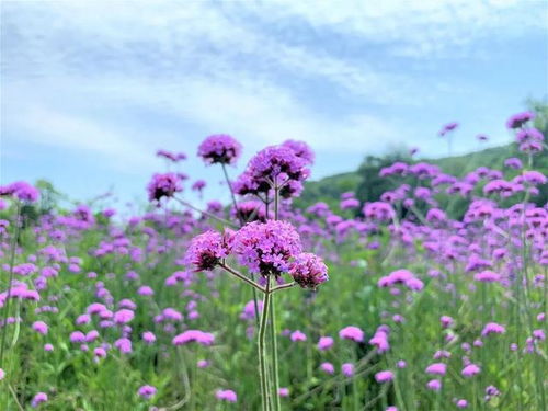 马鞭草：西湖边的紫色花海