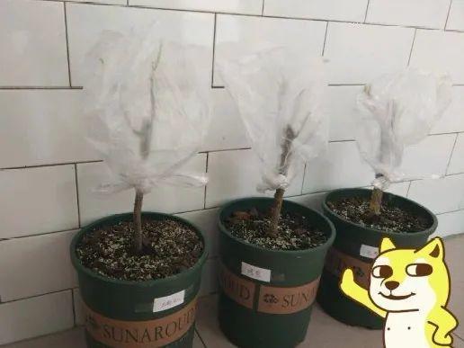 盆栽水垢如何清除？清理后能否恢复生机