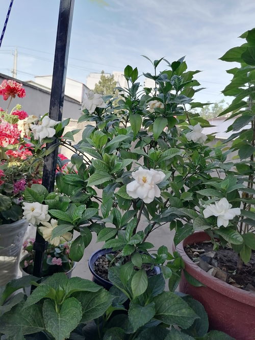 3. 栀子花：香气袭人， 四季花开