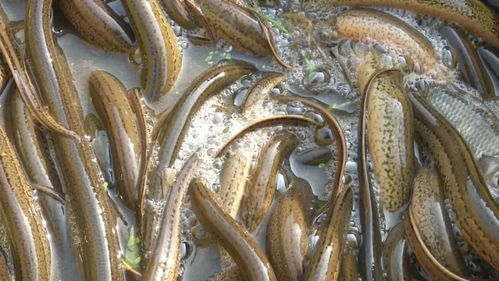 2018年黄鳝价格较去年每斤下跌5元