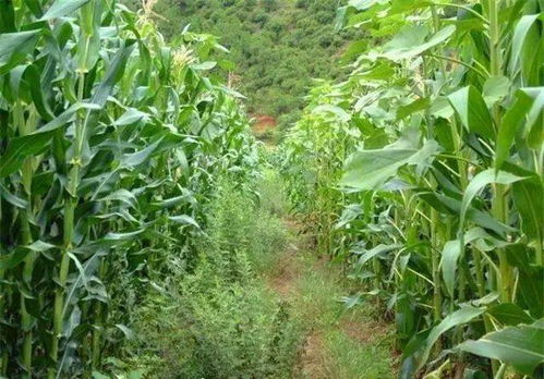 喷洒除草剂的注意事项