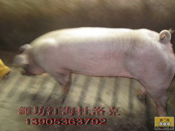 后备猪引种有哪些关键步骤需要遵循？