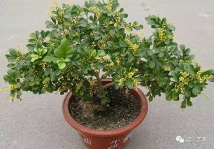 米兰的种植季节