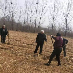 整地方法：为树苗打造好环境