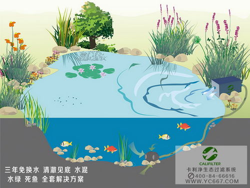 如何高效管理鱼池水循环系统？掌握这招，提升水产养殖效益！