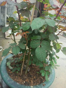 玫瑰花苗真假？看根系