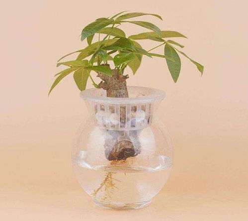 水培如意皇后如何调整光照和营养液才能使其叶片变红