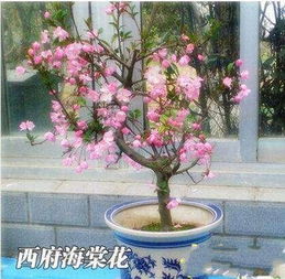 蝴蝶兰的风水作用是什么？它是否是镇宅招财旺人最厉害的植物之一