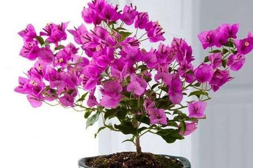 初冬剪掉弱枝， 让植株焕然一新