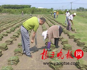 百度爱采购种草坪贸易平台全国优质产品交易平台，应海量且经过精选。在这里可浏览各种种草坪黄页，与商友在线洽谈，轻松查找蕞新种草坪行业动态。