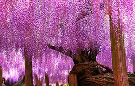 15cm紫藤树的价格范围