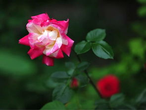 月季花的多彩世界