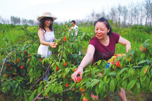 果树喷农药的杀虫效果