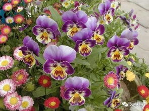 三色堇：外卖盒里的彩虹