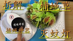 捕蝇草捕蝇原理是什么？