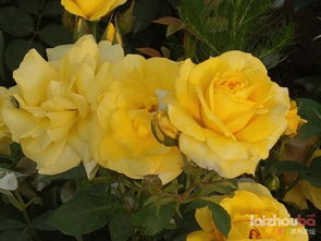 先来说说贝壳月季的个头儿