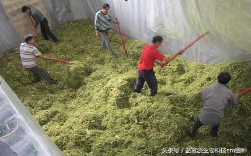 青贮饲料发酵总是失败？新手如何避免五大常见陷阱？