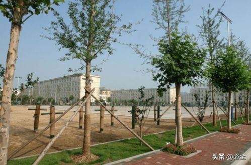 苗木的分枝点，究竟该培多高？