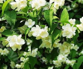 太平花的栽培与管理——如何让花儿洁白且花期长