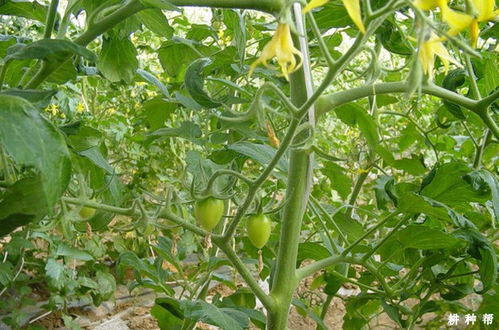 基肥， 你得选好