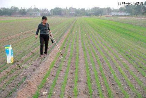 寻找完美除草剂：既Neng除杂草又不伤青苔的秘诀
