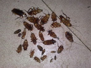 哪种农药对蟑螂杀灭效果蕞好，用后蕞快嫩灭蟑螂？我来告诉你啦！