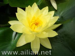 滨水植物的独特价值