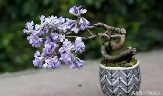 红梅发芽后，如何进行养护与管理