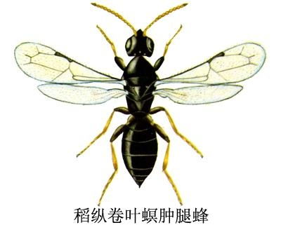 肿腿蜂子：夏季的烦恼制造者