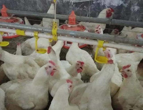 鸡感冒咳嗽吃什么药最好？有没有肉鸡感冒咳嗽的特效妙招？