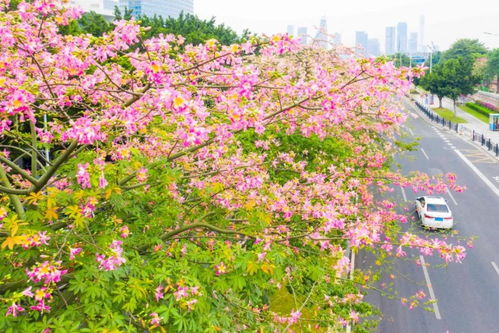 秋天，哪些树木会开花