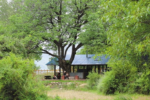 艺术与文学，树木承载审美意识